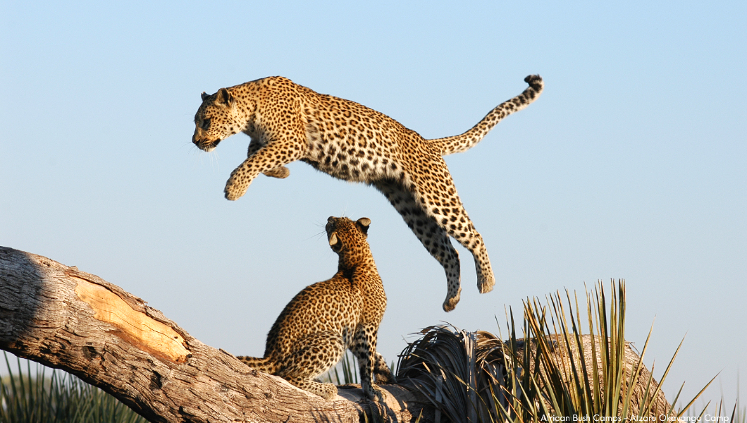 Leopard-jumping